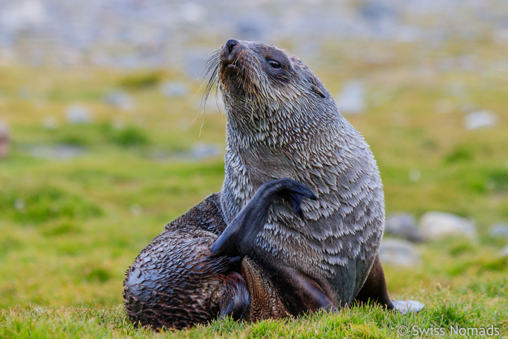 Antarktischer Seebär