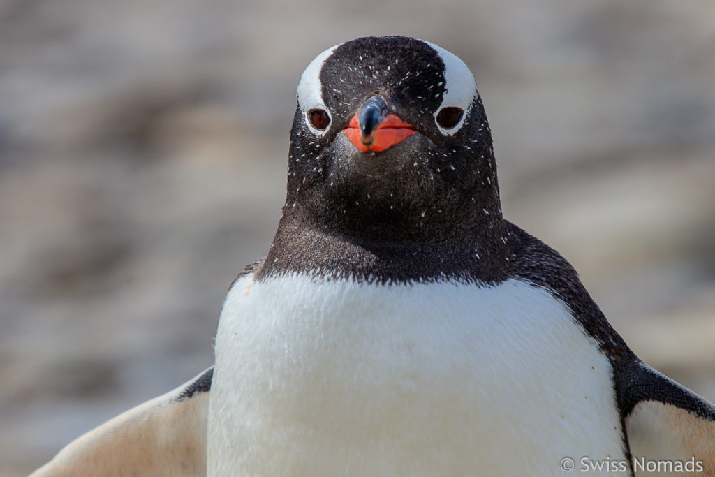 Eselspinguin Falklandinseln