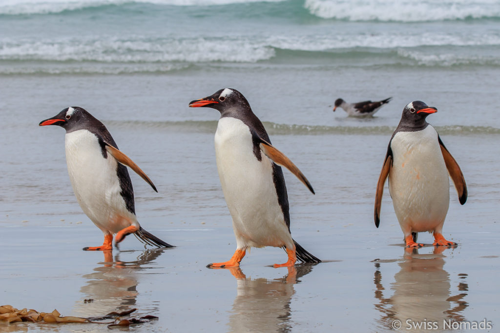 Eselspinguine Falklandinseln