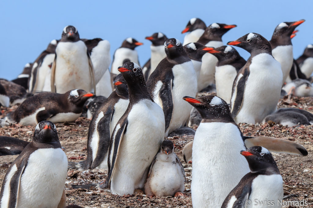 Eselspinguine mit Küken