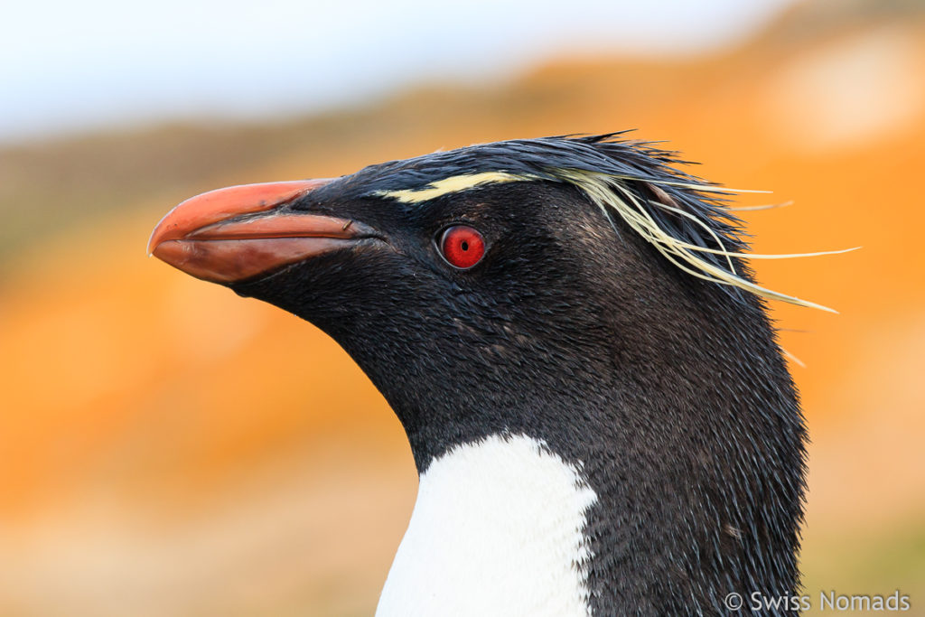 Felsenpinguin Falklandinseln