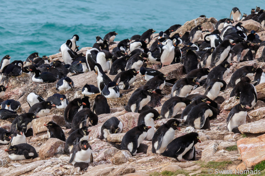 Felsenpinguine auf Saunders Island