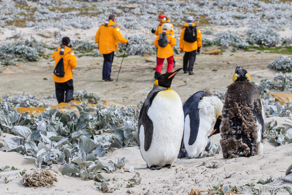 Königspinguine am Strand