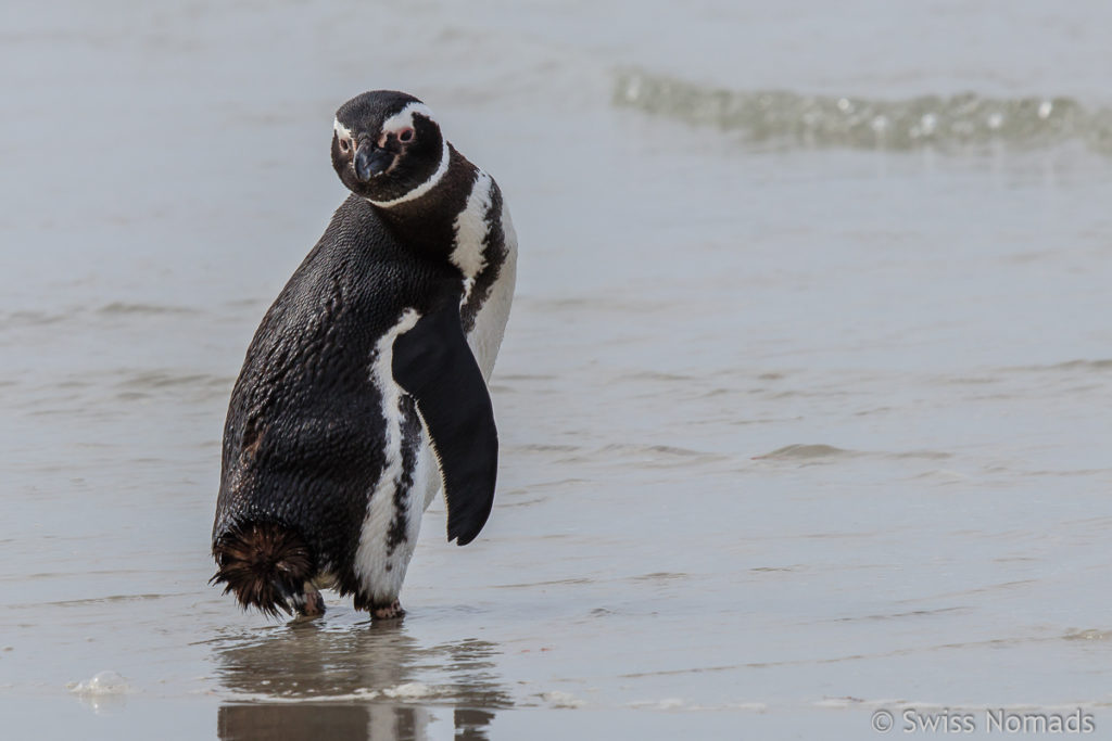 Magellan Pinguin Falklandinseln