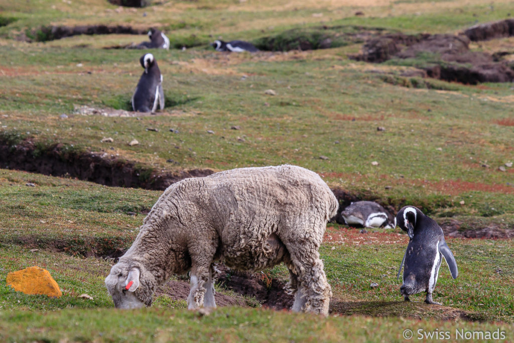 Schaf und Pinguin