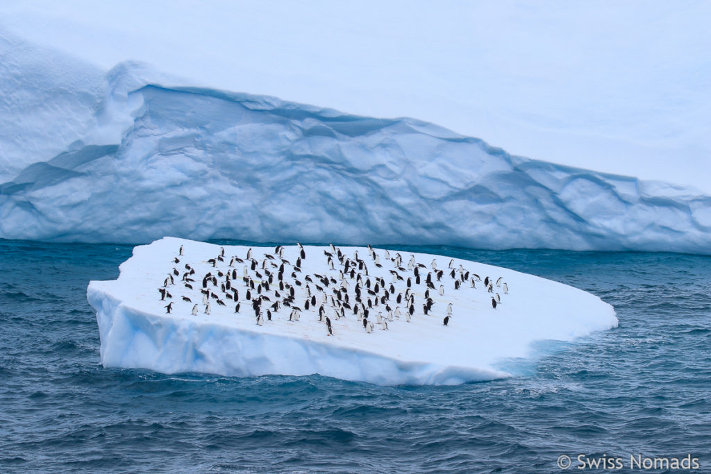 Pinguine auf Eisscholle in der Antarktis