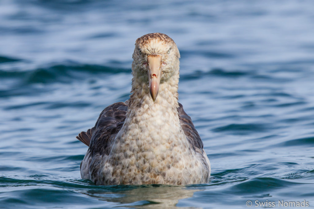 Riesensturmvogel Antarktis im Wasser