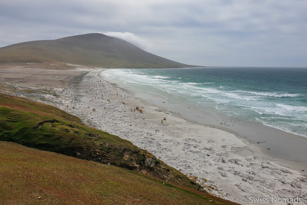 Strand auf Saunders Island