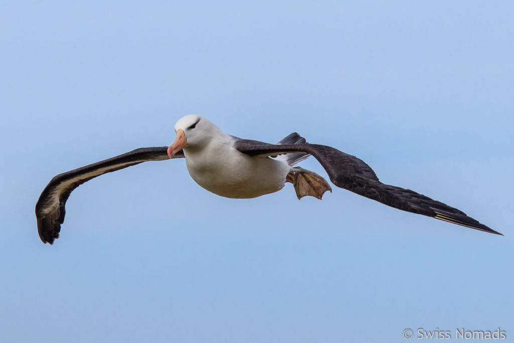 Schwarzbrauen Albatros