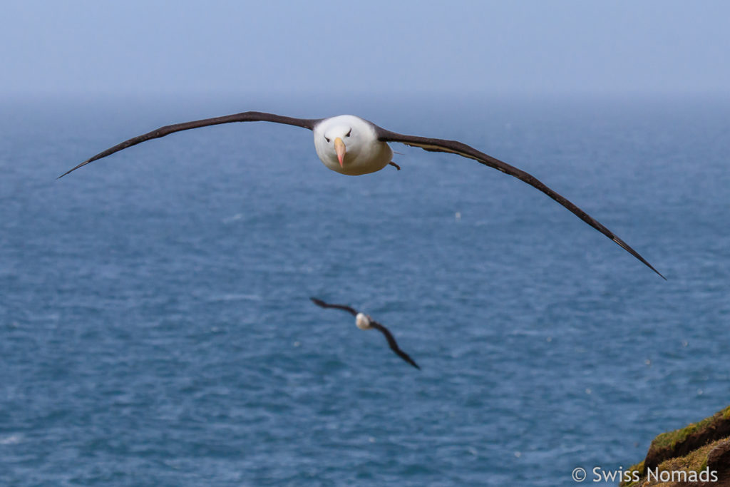 Schwarzbrauen Albatros Flug