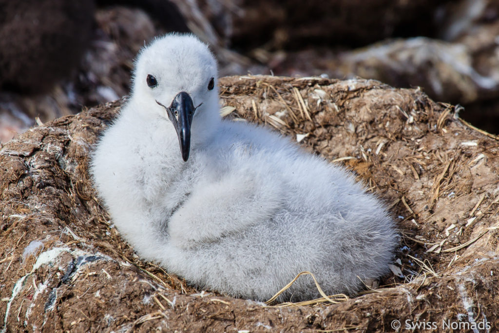 Schwarzbrauen Albatros Kücken