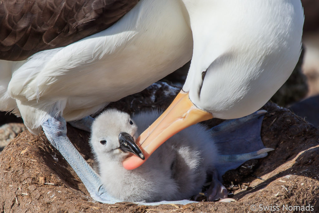 Schwarzbrauen Albatros Küken