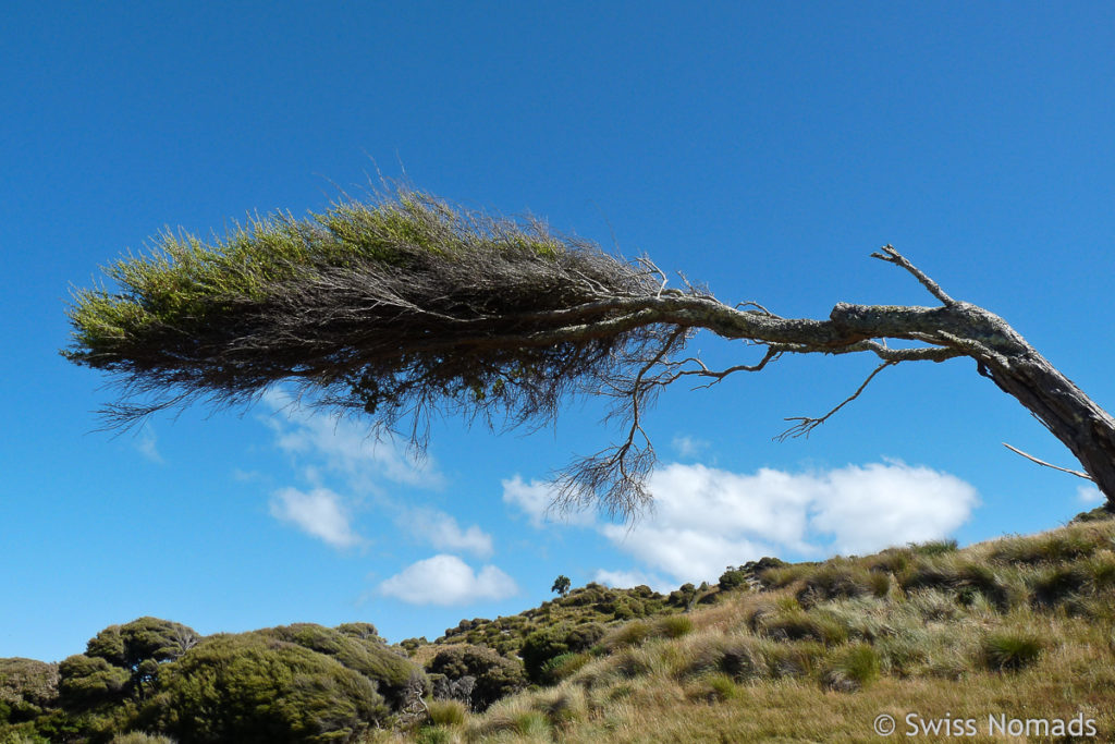 Baum vom Wind geformt