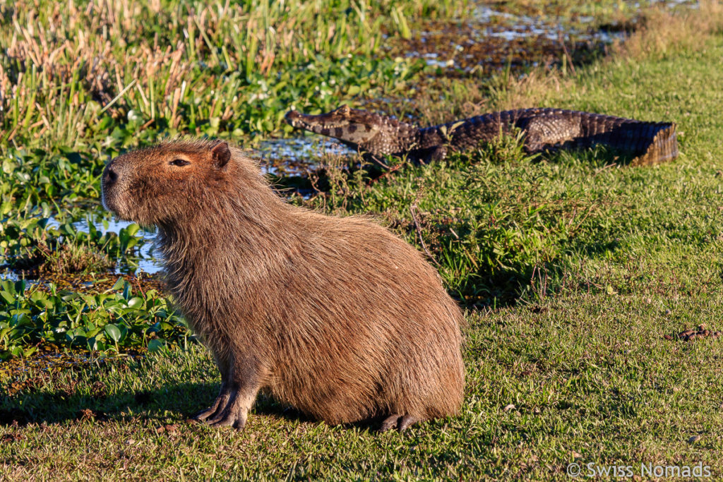 Capybara in Argentinien