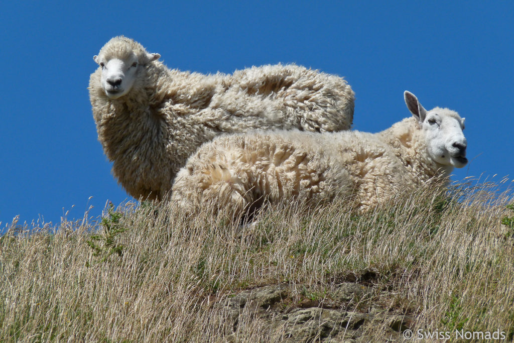 Neuseeland Schafe