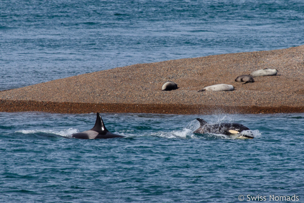 Orcas auf der Halbinsel Valdes