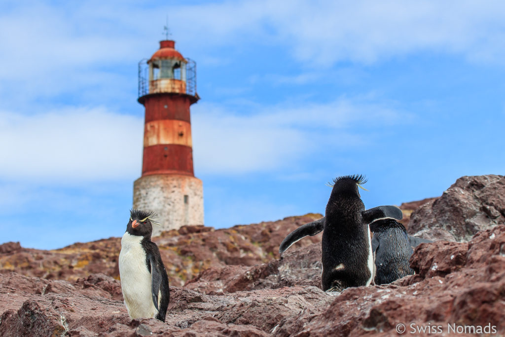 Pinguin Island in Argentinien