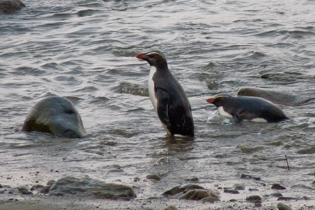 Pinguine in der Jackson Bay