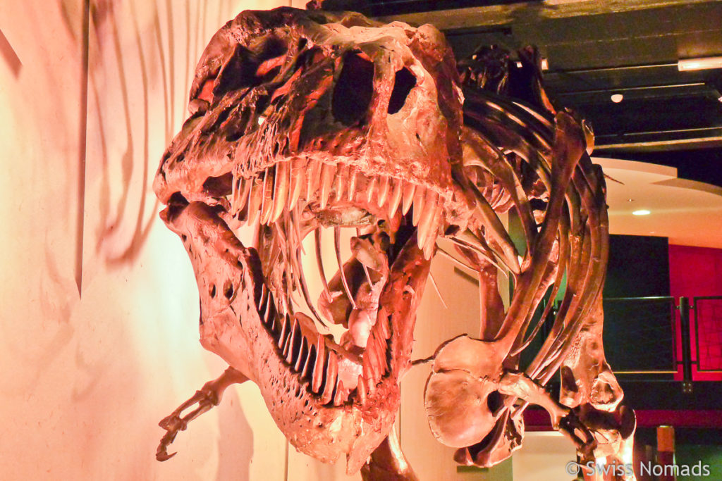 T-Rex im Auckland Museum