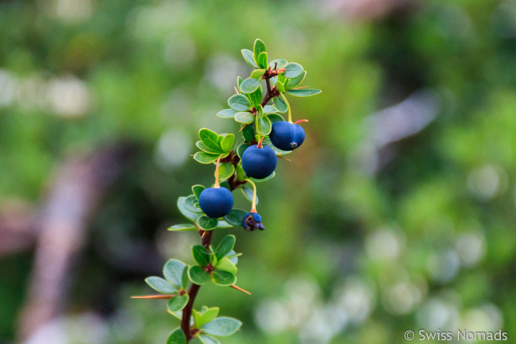 Calafate Beeren