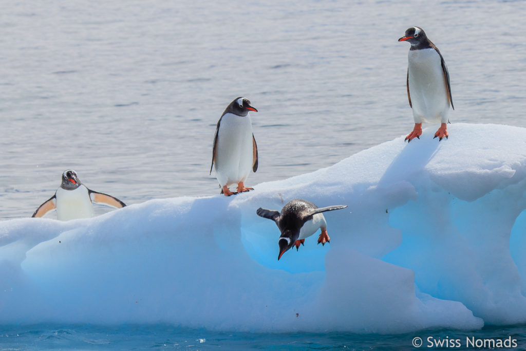 Eselspinguin Cuverville Antarktis