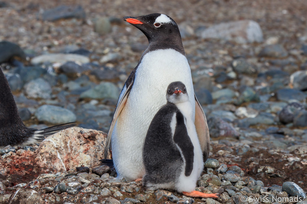 Eselspinguin Südliche Shetlandinseln