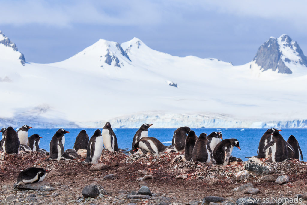 Eselspinguin bei Yankee Harbour