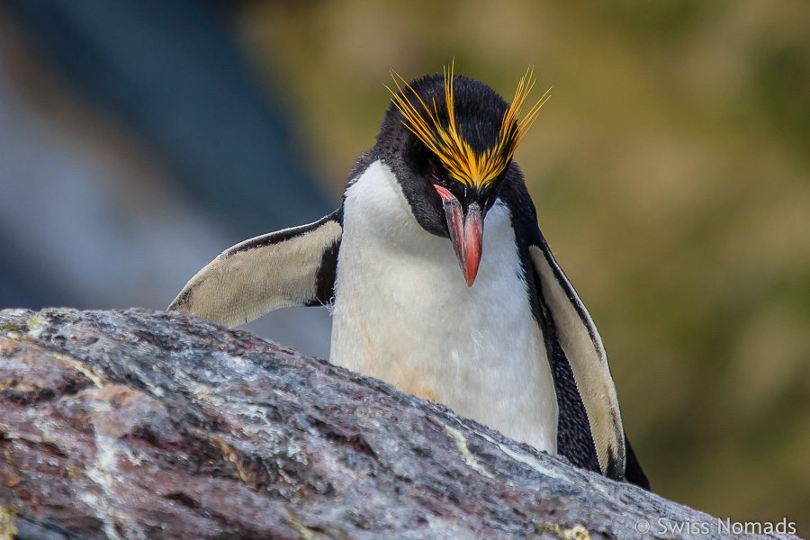 Goldschopfpinguin in Südgeorgien