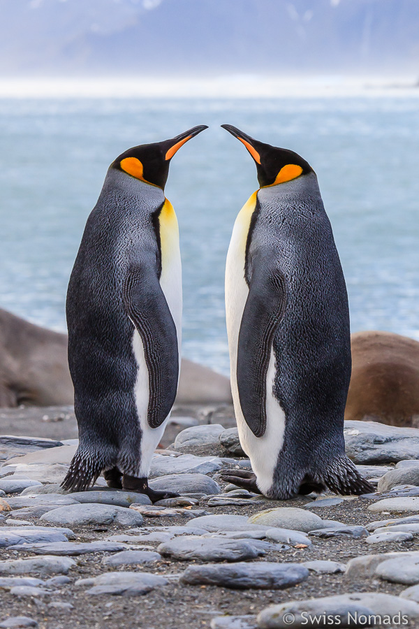 Königspinguin Paar Südgeorgien