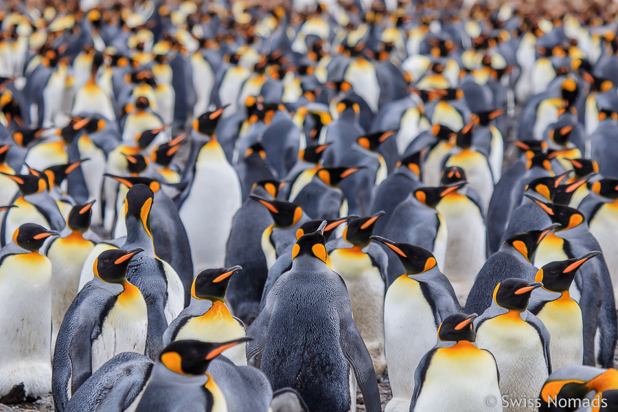 Königspinguine in Südgeorgien