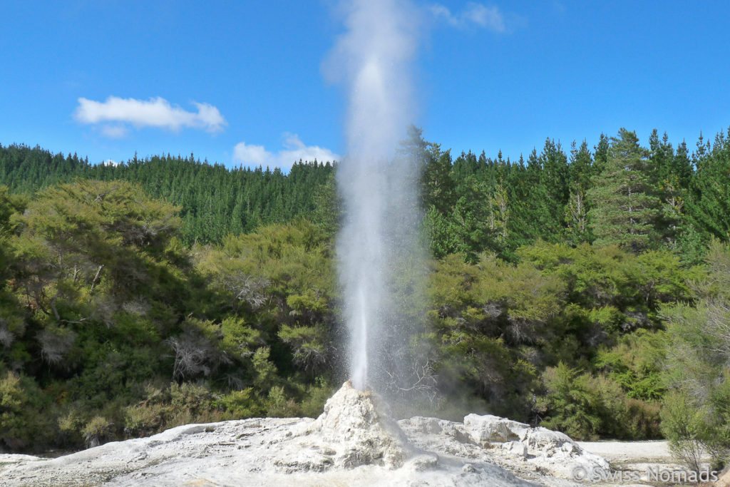 Lady Knox Geysir in Waiotapu