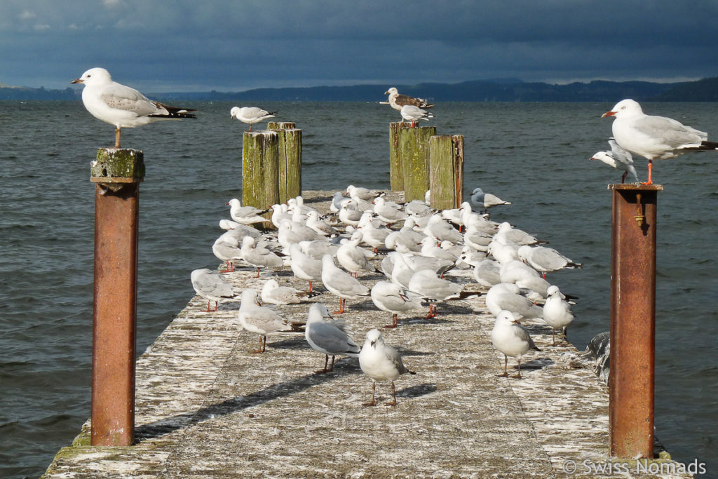 Möwen auf dem Steg in Rotorua