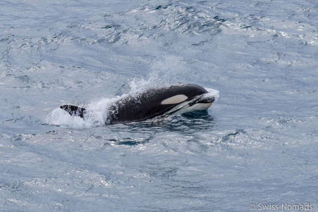 Orca Antarktische Halbinsel