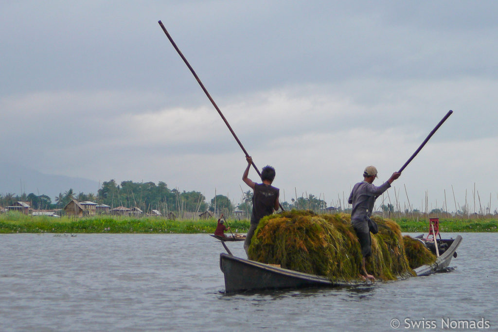 Seegras ist die Basis für die schwimmenden Gärten auf dem Inle-See