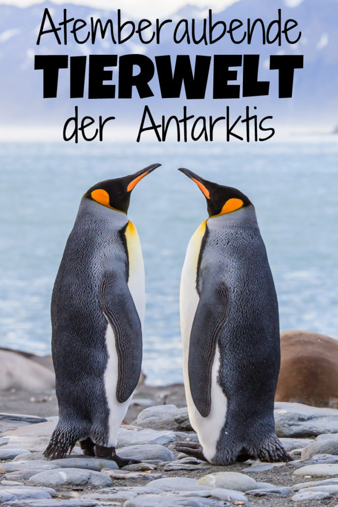 Atemberaubende Tierwelt der Antarktis 