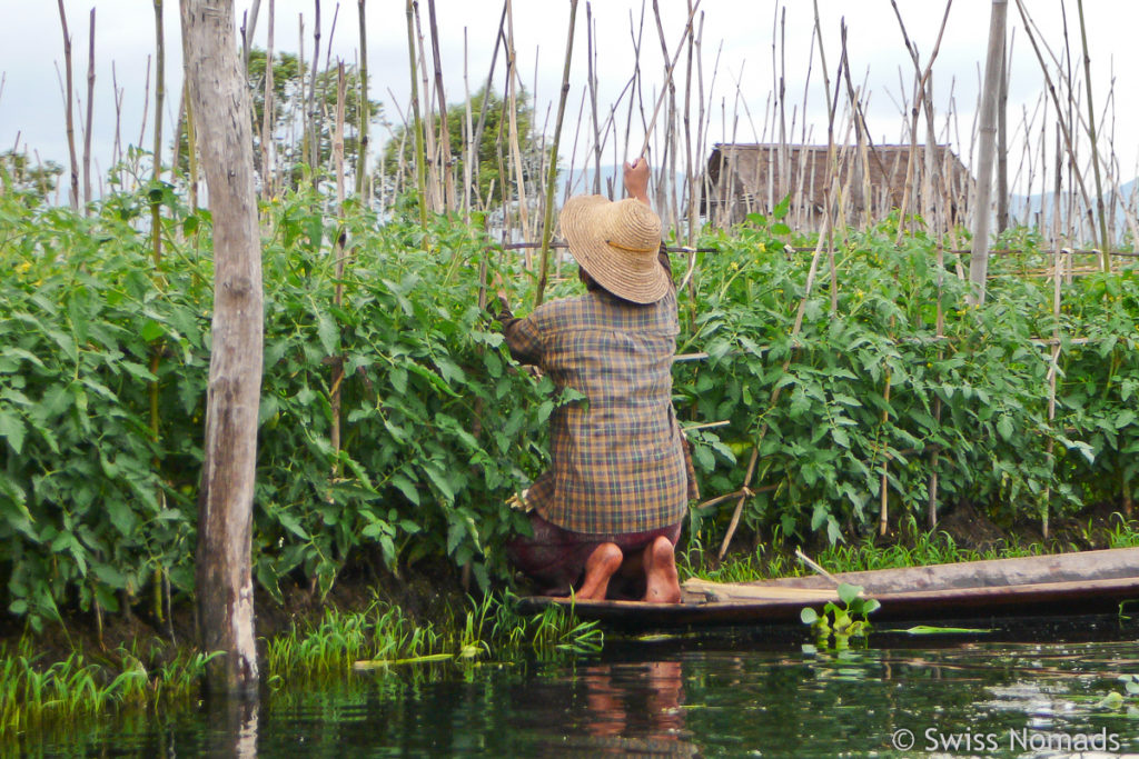 Tomaten-Plantage auf dem Inle-See