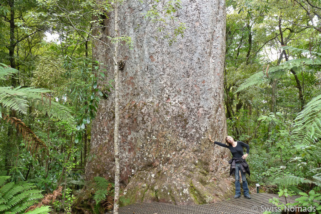 Waipoura Kauri Wald in Neuseeland