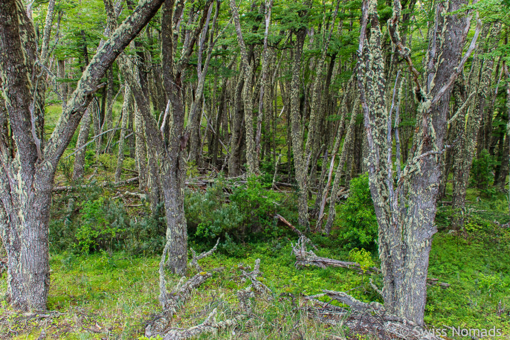 Wald Los Glaciares Nationalpark