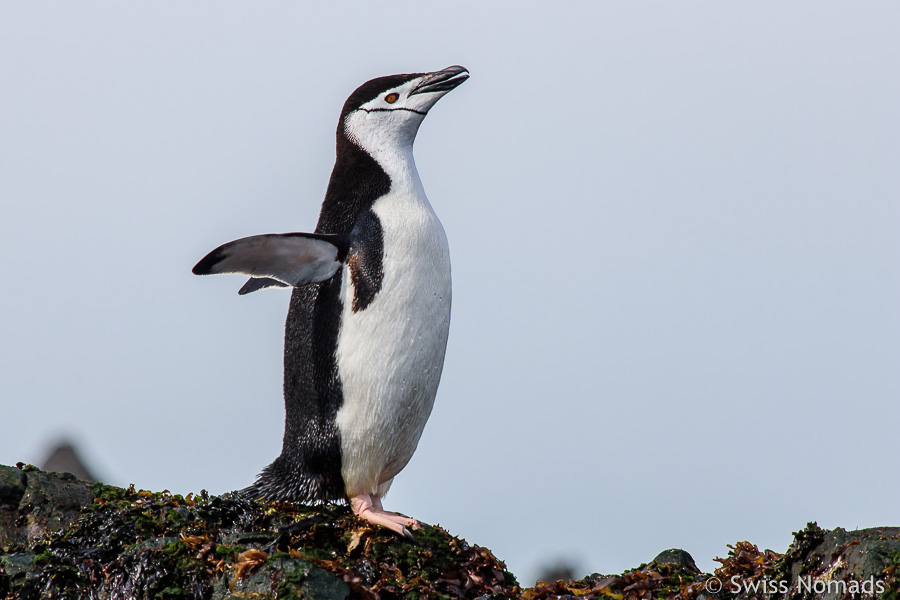 Zügelpinguin in Südgeorgien