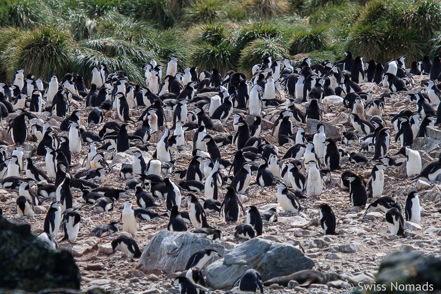 Zügelpinguine Cooper Bay Südgeorgien