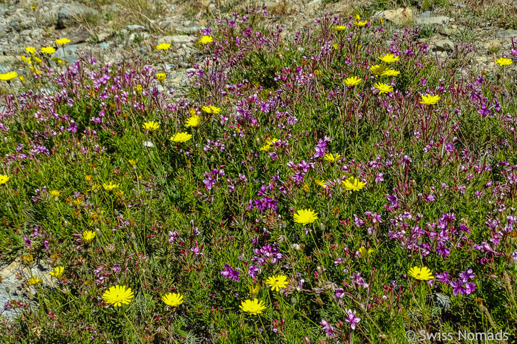 Flora auf der 5 Seen Wanderung in Zermatt