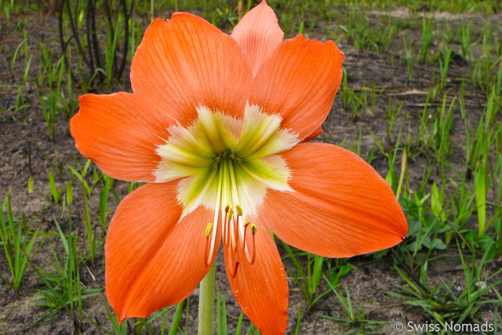 Blume im Bokor Mountain Nationalpark