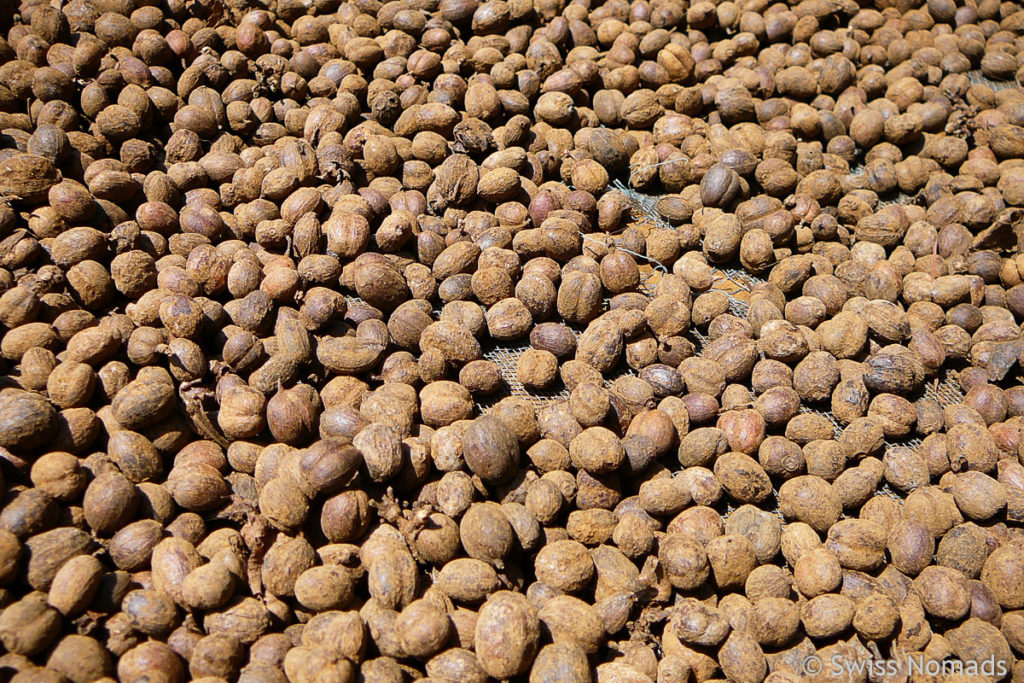 Getrocknete Kaffeebohnen auf dem Bolaven-Plateau 