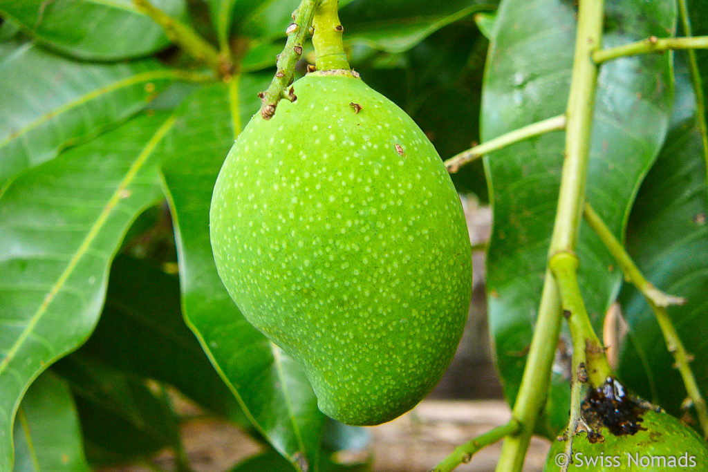 Bolaven-Plateau Mango