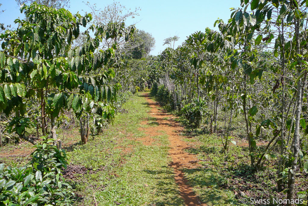 Kaffeeplantage auf dem Bolaven-Plateau bei Pakse 