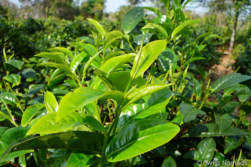 Bolaven-Plateau bei Pakse Teeblaetter