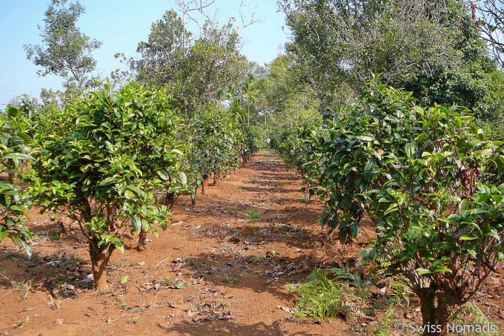 Teeplantage auf dem Bolaven Plateau bei Pakse 