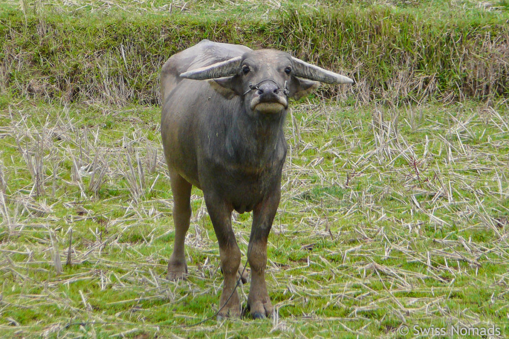 Luang Namtha Wasserbüffel