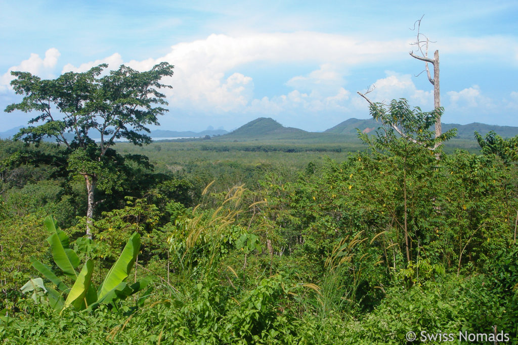 Dichter Wald auf Phuket