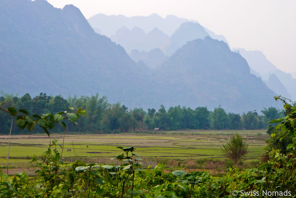 Reisfelder bei Vang Vieng in Laos